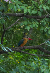 Common kingfisher, living naturally in Thailand