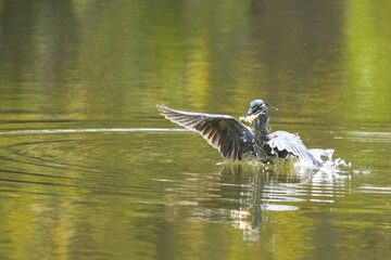 Green Egret, living naturally in Thailand
