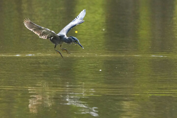 Green Egret, living naturally in Thailand