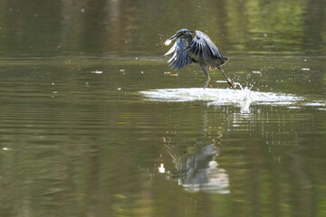 Green Egret, living naturally in Thailand