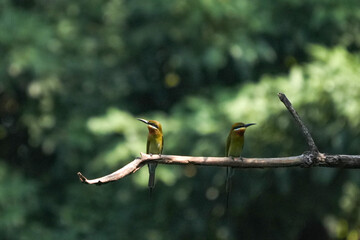 A small green-headed weaver bird that lives naturally in Thailand.