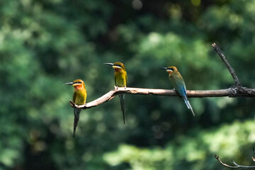 A small green-headed weaver bird that lives naturally in Thailand.