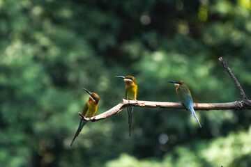 A small green-headed weaver bird that lives naturally in Thailand.