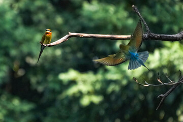 A small green-headed weaver bird that lives naturally in Thailand.