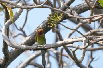 A small green-headed weaver bird that lives naturally in Thailand.