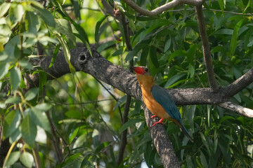 Common kingfisher, living naturally in Thailand