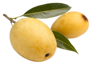 A single marula fruit isolated on a transparent background