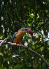 Common kingfisher, living naturally in Thailand