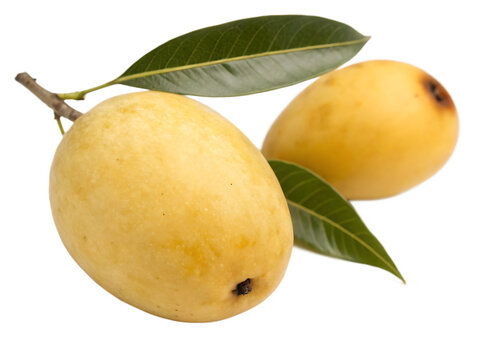 A single marula fruit isolated on a transparent background