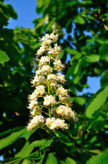 Spring blooming chestnut tree flowers, blooming chestnut flowers under bright sunlight