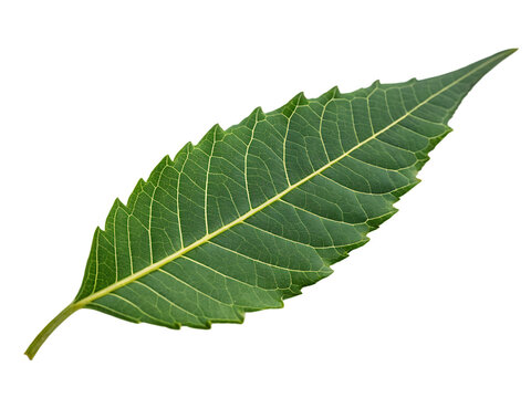 A single neem leaf isolated on a transparent background