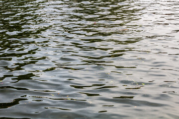 Tranquil Rippling Water Surface Captured During Summer in Twickenham, United Kingdom