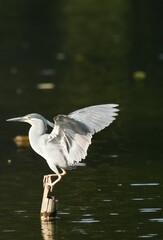 Green Egret, living naturally in Thailand