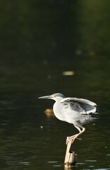 Green Egret, living naturally in Thailand