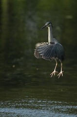 Green Egret, living naturally in Thailand