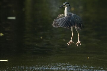 Green Egret, living naturally in Thailand