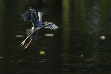 Green Egret, living naturally in Thailand