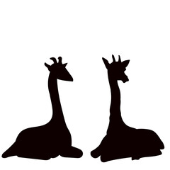 giraffes lying black silhouette vector
