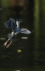 Green Egret, living naturally in Thailand
