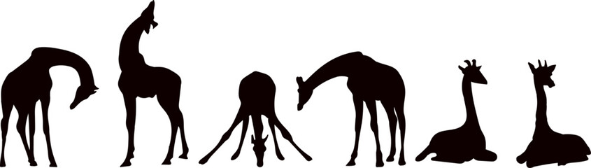 giraffes in different poses silhouette vector