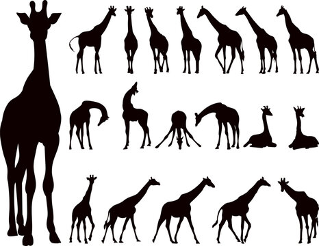 giraffes in different poses silhouette set, vector collection