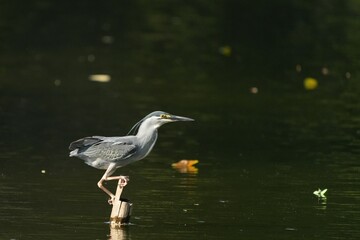 Green Egret, living naturally in Thailand