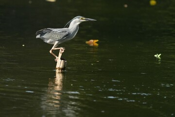 Green Egret, living naturally in Thailand