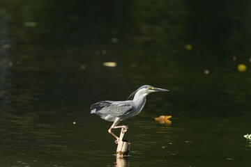 Green Egret, living naturally in Thailand