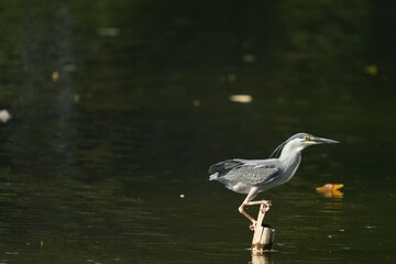 Green Egret, living naturally in Thailand