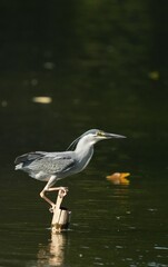 Fototapeta premium Green Egret, living naturally in Thailand