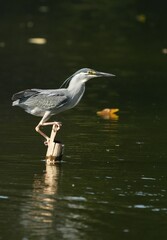 Green Egret, living naturally in Thailand