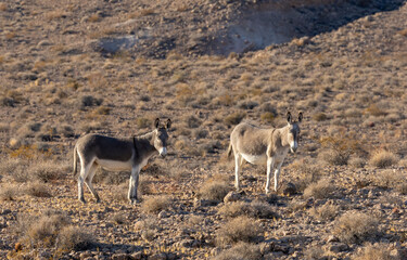 Wild Burros in Winter int he Nevada Desert