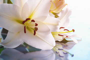 Obraz premium Spring festive background with white lily flowers on the glass surface, spring background for St Valentines day, Mothers day, 8 March and Easter