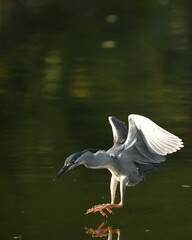 Green Egret, living naturally in Thailand