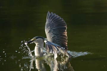 Green Egret, living naturally in Thailand