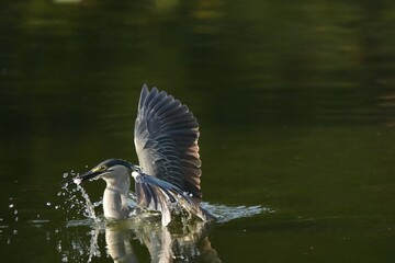 Green Egret, living naturally in Thailand