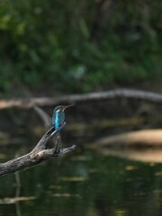 Kingfisher, living naturally in Thailand