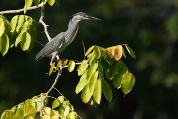 Green Egret, living naturally in Thailand