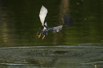 Green Egret, living naturally in Thailand