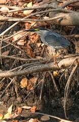 Green Egret, living naturally in Thailand