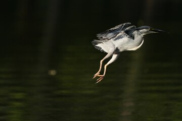 Green Egret, living naturally in Thailand