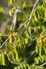 Green Egret, living naturally in Thailand