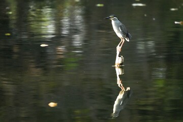 Green Egret, living naturally in Thailand