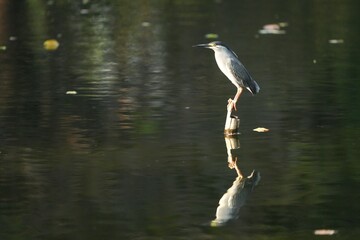 Green Egret, living naturally in Thailand