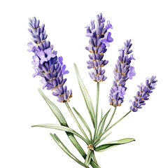 Obraz premium Lavender Clipart Vector Illustration - Elegant Floral Design