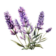 Naklejka premium Lavender Clipart Vector Illustration - Elegant Floral Design