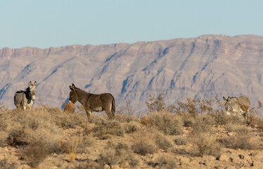 Wild Burros in Winter int he Nevada Desert