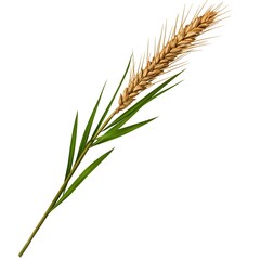 Fototapeta premium Golden Wheat Spike with Green Leaves Isolated on White Background