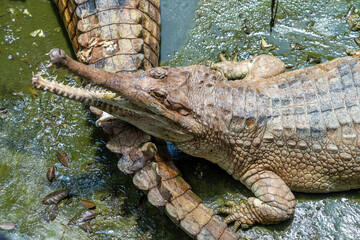 False gharial (Tomistoma schlegelii), also known by the names Malayan gharial, Sunda gharial and...