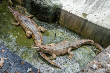 False gharial (Tomistoma schlegelii), also known by the names Malayan gharial, Sunda gharial and tomistoma is a freshwater crocodilian native to Peninsular Malaysia, Borneo, Sumatra and Java.